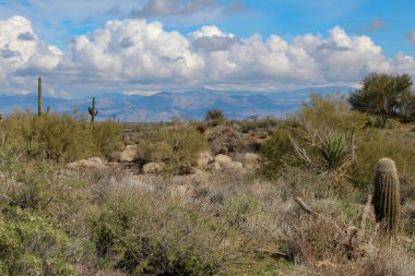 Kuzey Scottsdale Mcdowell Dağları yürüyüş