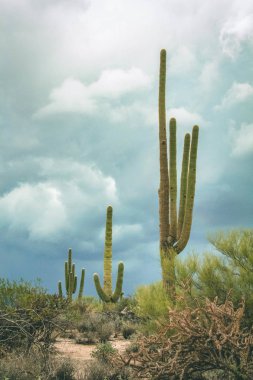 Kara fırtına bulutları ve Saguaros