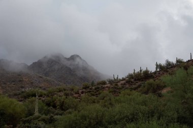 Sonoran Çölünde Sis