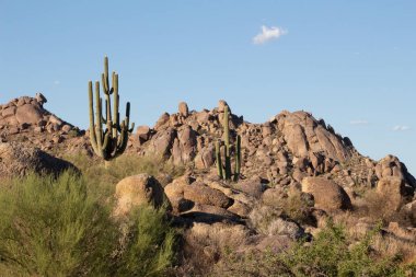 Saguaro Scottsdale erken ilkbaharda