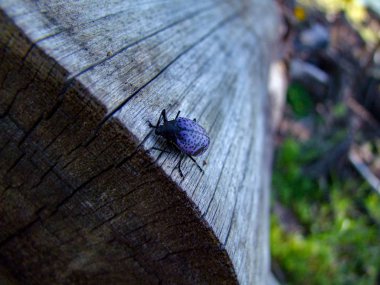 Bir kesik kütük üzerinde oturan mor böcek 
