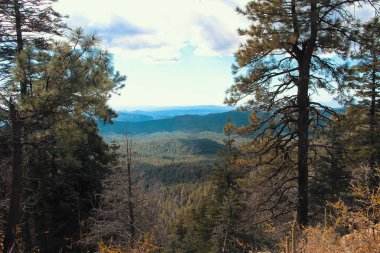 Payson Arizona yakınlarındaki Tonto Ulusal Ormanı