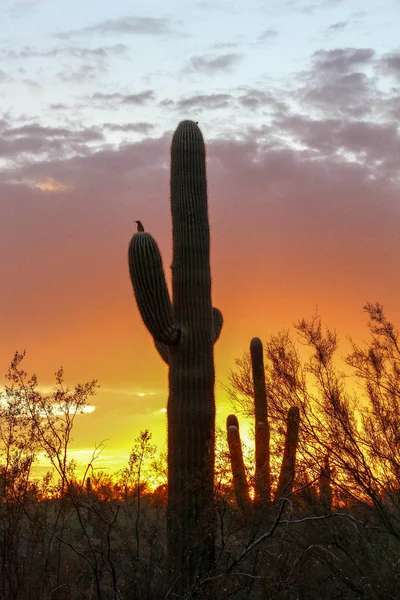 Silhouette of Bird and Saguaro Cactus