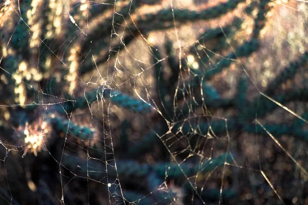 Spiderweb Cholla Kaktus Scottsdale Arizona — Stockfoto