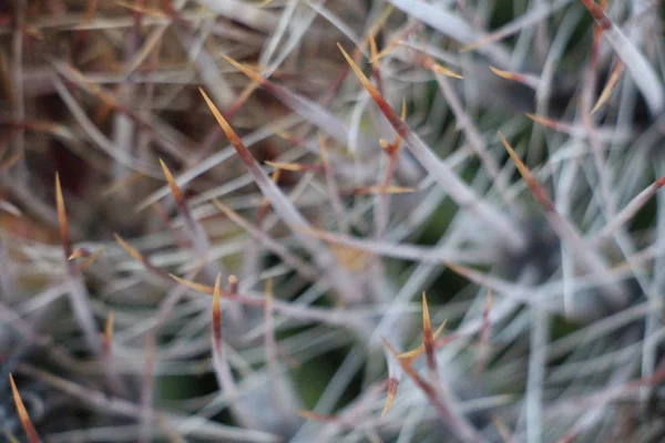 Närbild Tunna Kaktus Scottsdale Arizona — Stockfoto