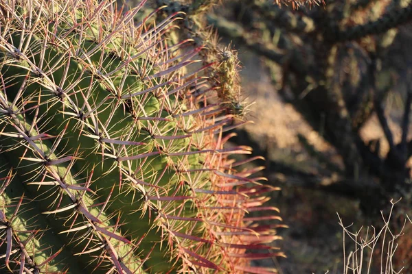 Gros Plan Sur Cactus Tonneau Scottsdale Arizona — Photo