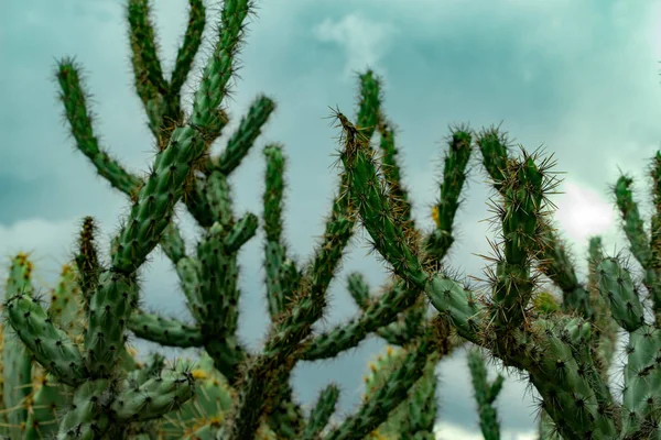 Närbild Cholla Kaktus Scottsdale Arizona — Stockfoto