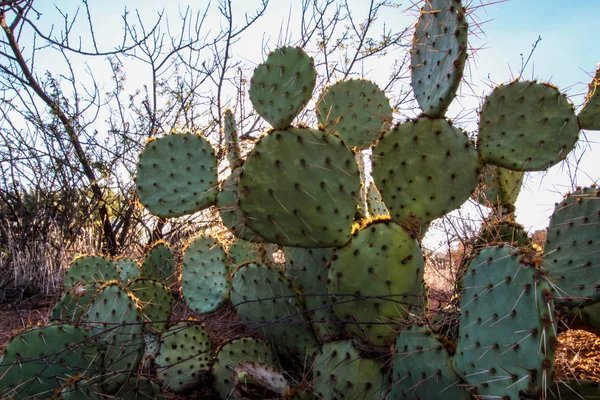 Close Van Een Prickly Pear Cactus Scottsdale Arizona — Stockfoto