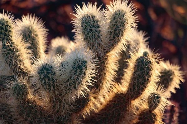 Cholla Kaktus Fånga Run Strålarna Scottsdale Arizona — Stockfoto