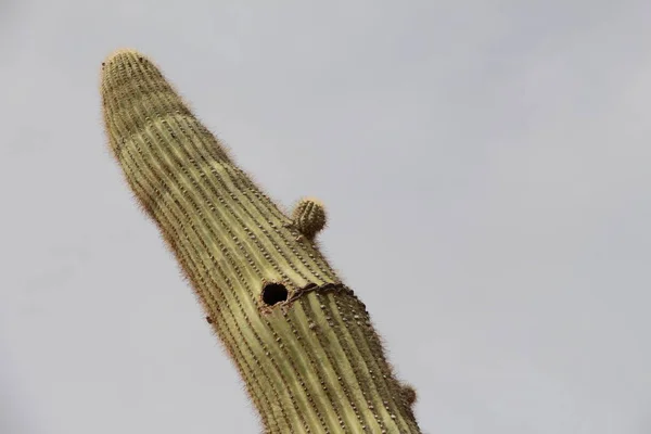 Gniazdo Ptak Kaktusowym Saguaro — Zdjęcie stockowe