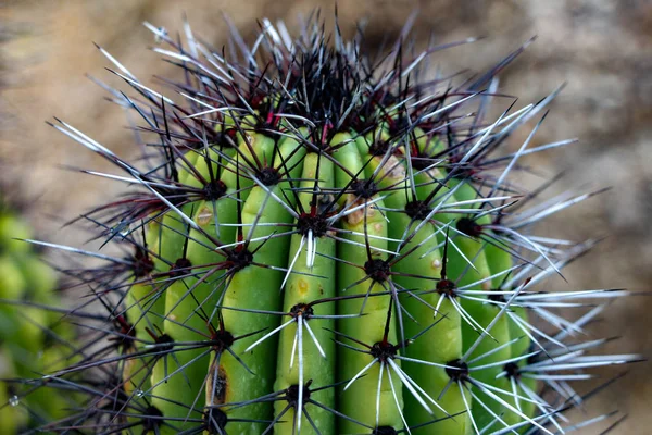Vrchní Kaktus Arizoně — Stock fotografie