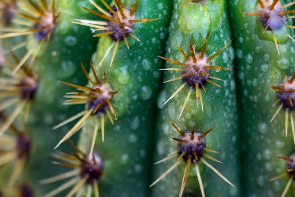 Cerrar Cactus Barril Con Gotas Lluvia — Foto de Stock