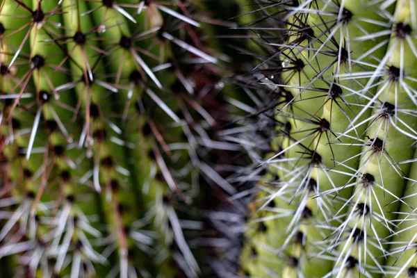 Cerca Pequeños Cactus Scottsdale Arizona — Foto de Stock