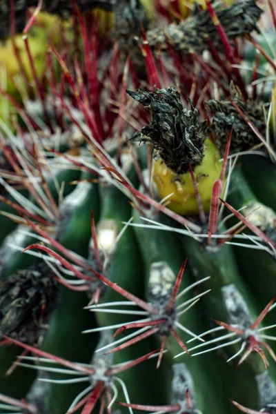 Cerca Cactus Barril Floreciendo Con Fruta — Foto de Stock