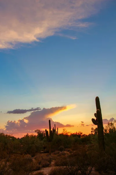 Coucher Soleil Scottsdale Arizona Avec Saguaros — Photo