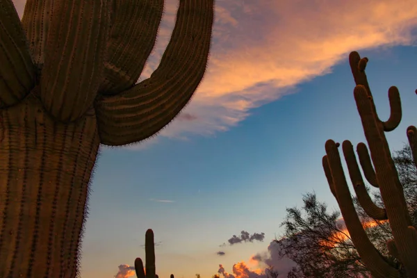 Saguaros in a Scottsdale Arizona Sunset