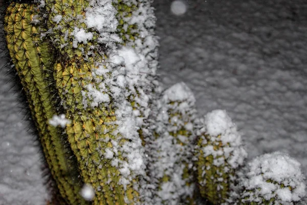 Cactus dusted in snow in Scottsdale Arizona