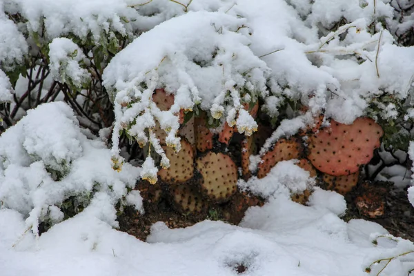 Red prickly pear cactus covered in snow in Scottsdale Arizona