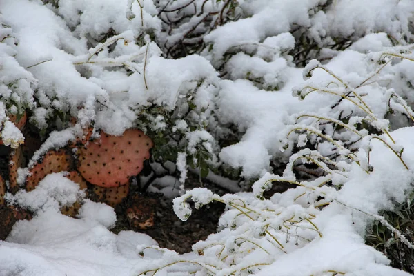 Snow covered prickly pear cactus in Scottsdale Arizona