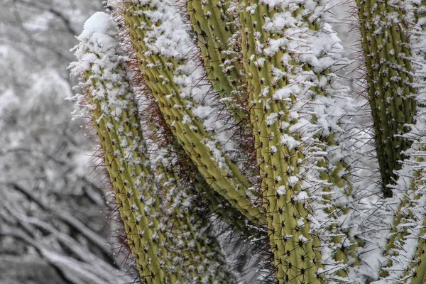 Snö Dammas Kaktus Scottsdale Arizona — Stockfoto