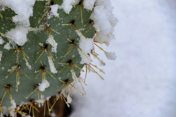 Prickly pear cactus in the snow
