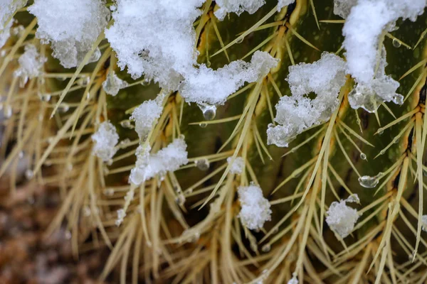 Closeup on a snow covered barrel cactus