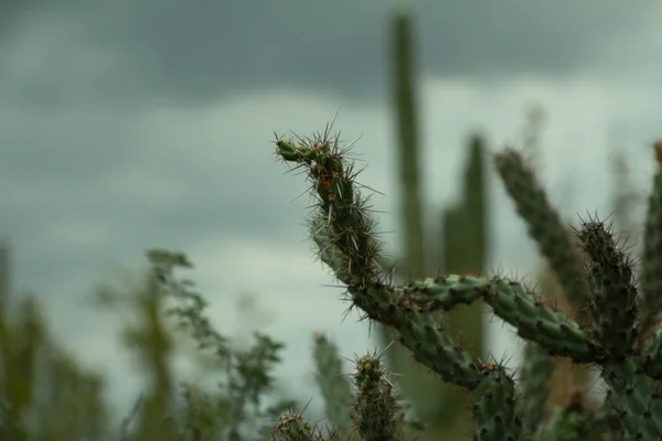 Cholla Kaktus Mörk Stormig Scottsdale Day — Stockfoto