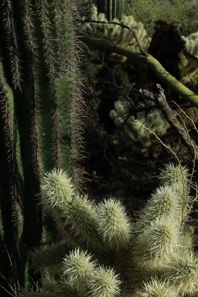 Blandning Mörk Kaktus Arizona — Stockfoto