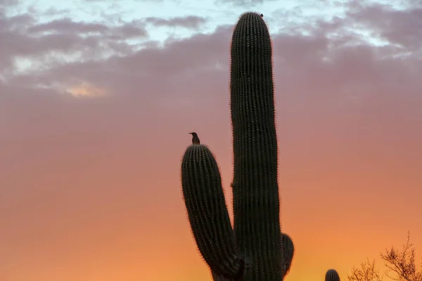 Silhouette of Bird and Saguaro Cactus