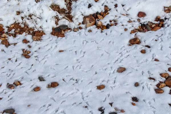 Bird Tracks Snow — Stock Photo, Image