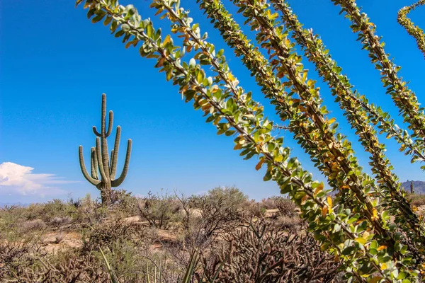 Enorme Saguaro Con Una Planta Ocotillo Scottsdale Del Norte — Foto de Stock