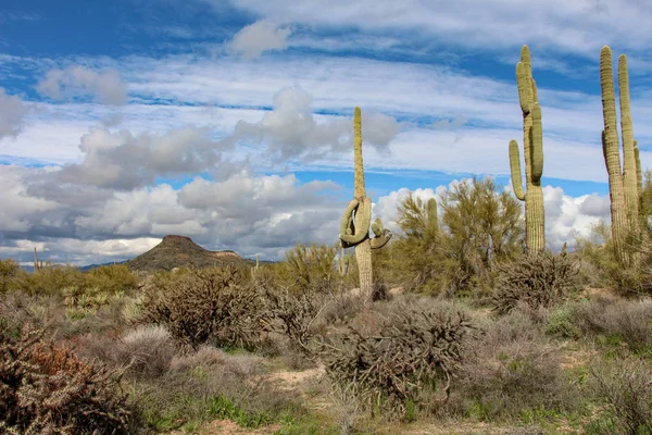 Scottsdale Arizona Hiking Winter — Stock Photo, Image