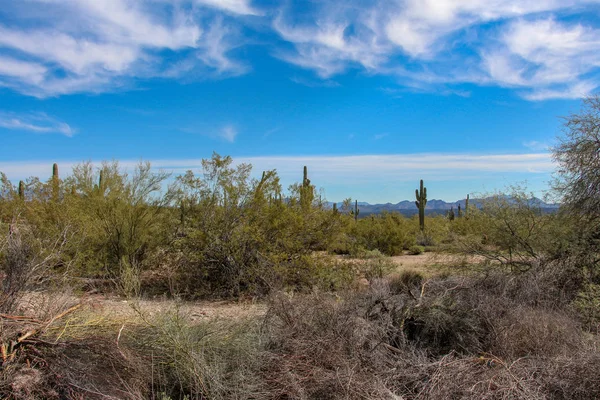 Scottsdale Arizona Green Lush Landscape — Stock Photo, Image