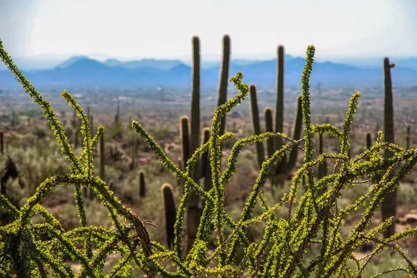 Ocotillo Saguaros Apoderaron Scottsdale — Foto de Stock