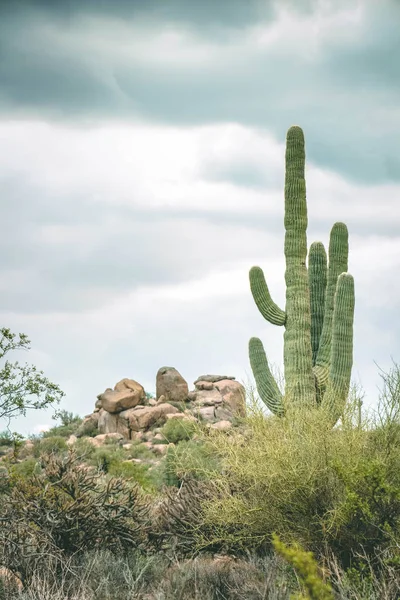 Saguaros Rocas Día Nublado — Foto de Stock