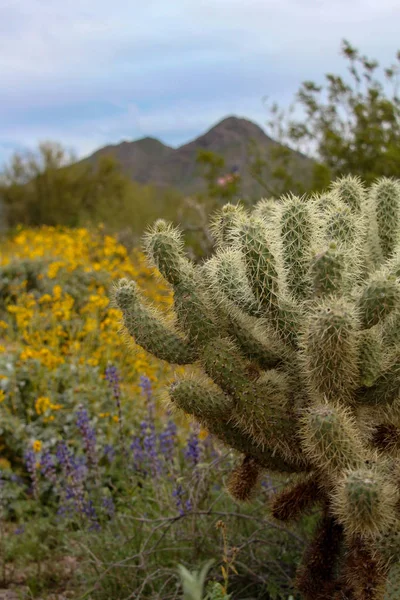 Cactus Cholla Norte Scottsdale Cerca Happey Valley Road — Foto de Stock
