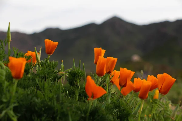 Orange Flowers Bloom Mountains Scottsdale Arizona — Stock Photo, Image