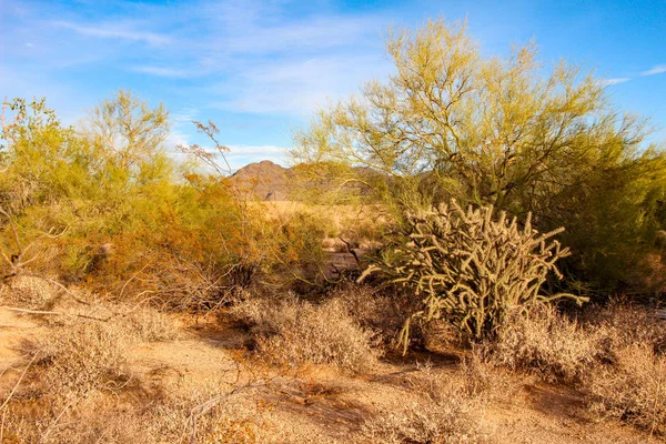 Lot Mountain Views Scottsdale — Stock Photo, Image