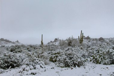 Saguaros kar kaplı Scottsdale Arizona çöl