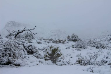 Kar Scottsdale Arizona çöl manzara kaplı