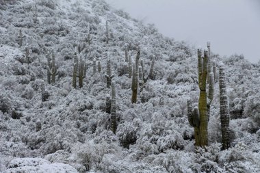 Kuzey Scottsdale Saguaro Kaktüs üzerinde Kar