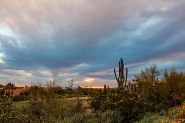 Saguaro standing tall in a bright Scottsdale sunset  clipart