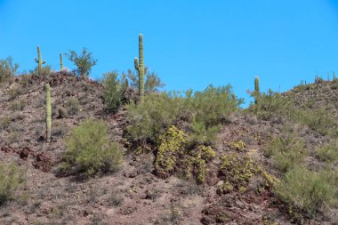 Pleasant Gölü yakınlarındaki dağlarda Saguaros