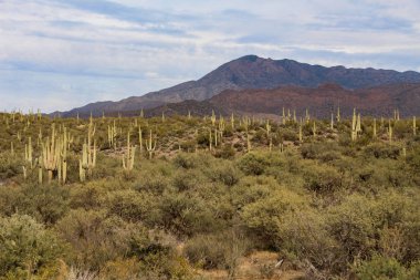 Phoenix Arizona yakınlarındaki Tonto Ulusal Ormanı'nda Saguaros