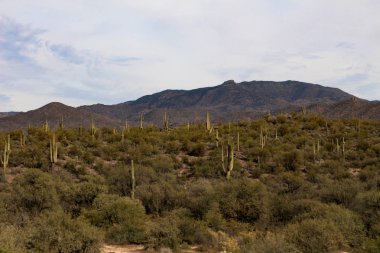 Tonto Ulusal Ormanı'nda Peyzaj
