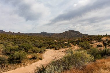 Güney Arizona'daki Tonto Ulusal Ormanı'nda kuru kumlu yıkama