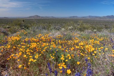 Scottsdale hiking trail full of wildflowers clipart