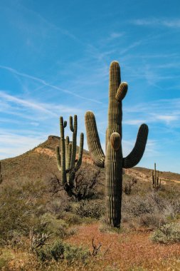 Saguaros Sonoran Arizona Çölü'nde