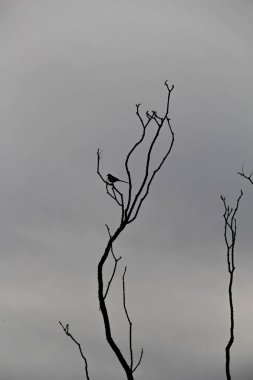 Arizona Kuş ve Ağaç Silueti