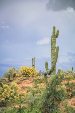 Karanlık bir fırtına yaklaşmadan önce Arizona çölünde Büyük Saguaro